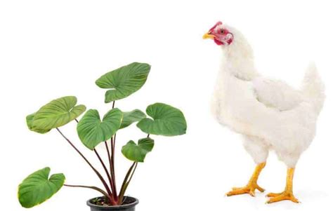 can chickens eat elephant ears|Toxic Plants to Chickens A.